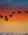 Vogelflug